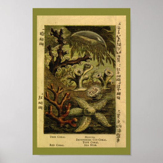 Jelly Fish Medusa Starfish Coral Art afdrukken Poster (Voorkant)