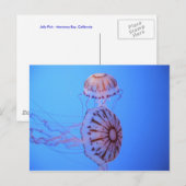 Jelly Fish - Monterey Bay, CA Briefkaart (Voorkant / Achterkant)