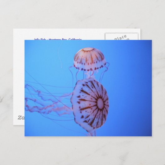 Jelly Fish - Monterey Bay, CA Briefkaart (Voorkant / Achterkant)