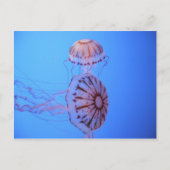 Jelly Fish - Monterey Bay, CA Briefkaart (Voorkant)