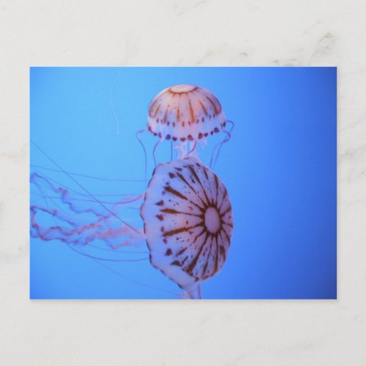 Jelly Fish - Monterey Bay, CA Briefkaart (Voorkant)