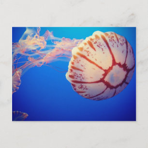 Jelly Fish Post Card Briefkaart