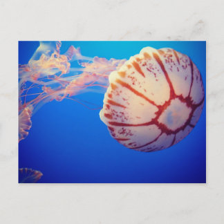 Jelly Fish Post Card Briefkaart