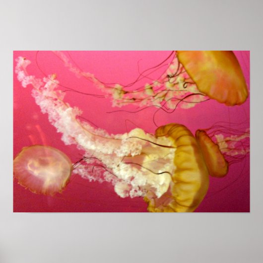 Jelly Fish Poster (Voorkant)