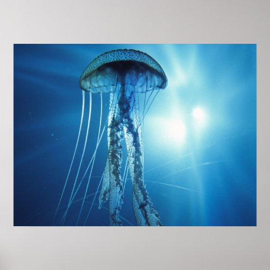 Jelly Fish Poster (Voorkant)