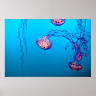 JELLY FISHES ONDERWATER POSTER
