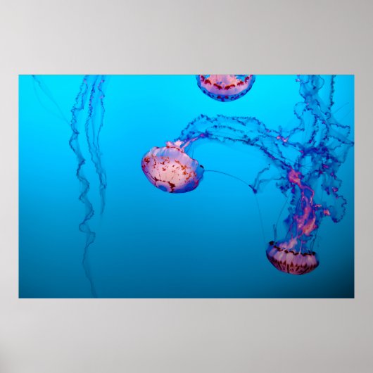 JELLY FISHES ONDERWATER POSTER (Voorkant)