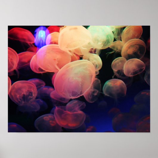 Jelly Love Poster (Voorkant)