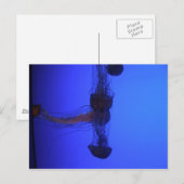 Jelly mix briefkaart (Voorkant / Achterkant)