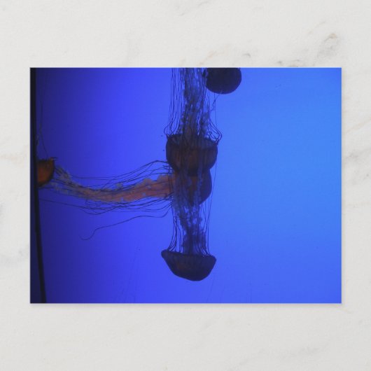 Jelly mix briefkaart (Voorkant)