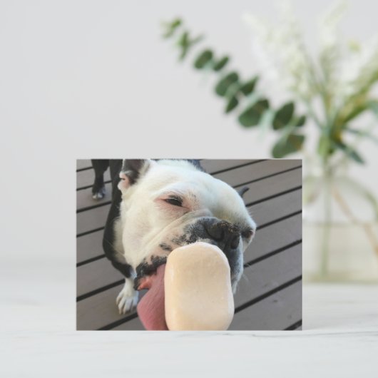 Jellyboon de Boston Terrier Briefkaart (Staand voorkant)