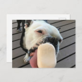 Jellyboon de Boston Terrier Briefkaart (Voorkant / Achterkant)