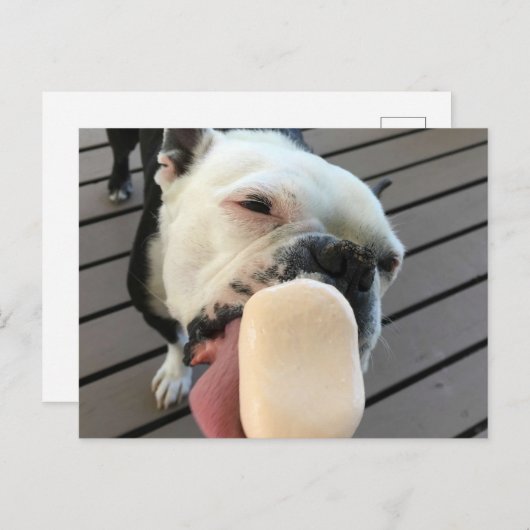 Jellyboon de Boston Terrier Briefkaart (Voorkant / Achterkant)