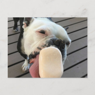 Jellyboon de Boston Terrier Briefkaart