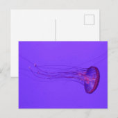 Jellyfish 3_ Special Fish Feestdagenkaart (Voorkant / Achterkant)