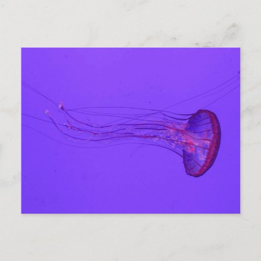 Jellyfish 3_ Special Fish Feestdagenkaart (Voorkant)