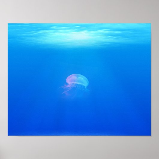 Jellyfish-698521 ZEE CREATURES ANIMALS BLUE OCEAN Poster (Voorkant)