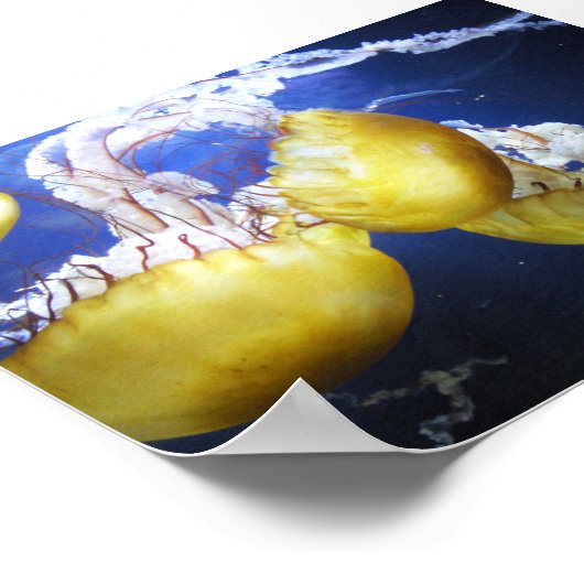 Jellyfish Blijf gewoon zwemmen Poster (Hoek)