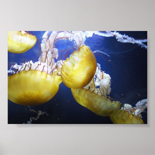 Jellyfish Blijf gewoon zwemmen Poster (Voorkant)