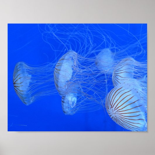 JELLYFISH BLUE OCEAN AQUATIC Life PHOTOGRAFIY Poster (Voorkant)