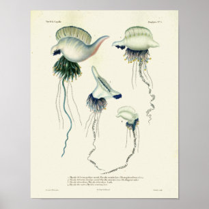 Jellyfish Blue  Zee creaties Kunstafdrukken Poster