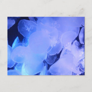 JELLYFISH BRIEFKAART