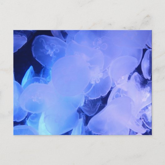 JELLYFISH BRIEFKAART (Voorkant)