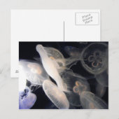 JellyFish Briefkaart (Voorkant / Achterkant)