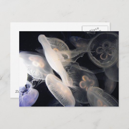 JellyFish Briefkaart (Voorkant / Achterkant)