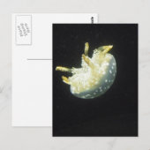 Jellyfish Briefkaart (Voorkant / Achterkant)