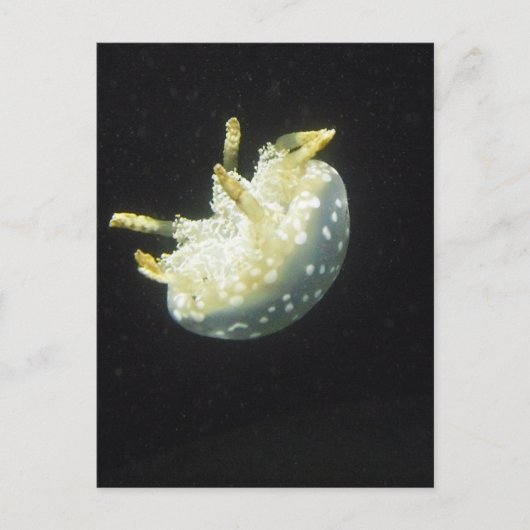 Jellyfish Briefkaart (Voorkant)