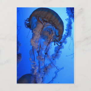 Jellyfish Briefkaart
