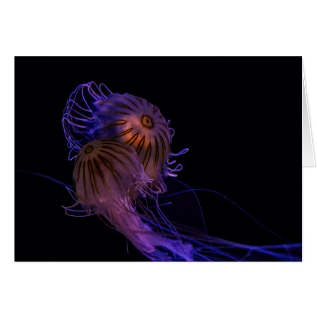 Jellyfish Dance Partners (Voorkant Horizontaal)