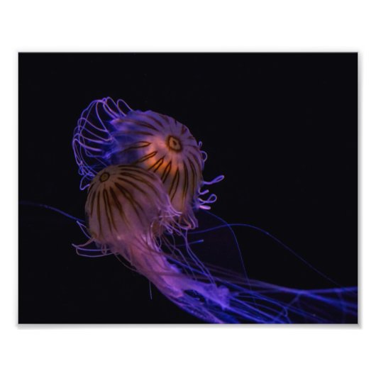 Jellyfish Dance Partners Foto Afdruk (Voorkant)
