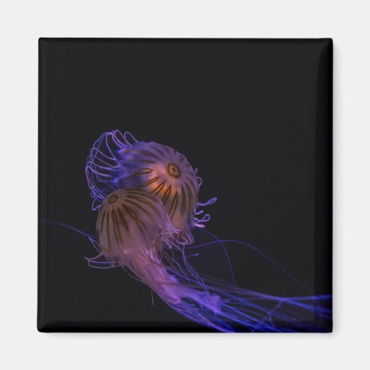 Jellyfish Dance Partners Magneet (Voorkant)