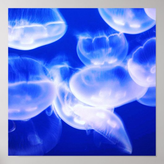 Jellyfish Deep Blue Poster (Voorkant)