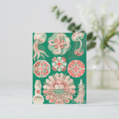 Jellyfish, Discomedusae, door Ernst Haeckel Briefkaart (Staand voorkant)