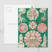 Jellyfish, Discomedusae, door Ernst Haeckel Briefkaart (Voorkant / Achterkant)