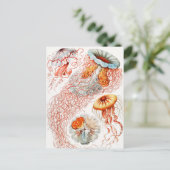 Jellyfish, Discomedusae, door Ernst Haeckel Briefkaart (Staand voorkant)