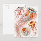 Jellyfish, Discomedusae, door Ernst Haeckel Briefkaart (Voorkant / Achterkant)
