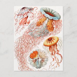 Jellyfish, Discomedusae, door Ernst Haeckel Briefkaart