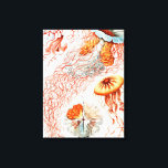 Jellyfish, Discomedusae, door Ernst Haeckel Canvas Afdruk<br><div class="desc">Jellyfish,  Discomedusae Scheibenquallen door Ernst Haeckel Canvas Print</div>