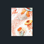Jellyfish, Discomedusae, door Ernst Haeckel Canvas Afdruk<br><div class="desc">Jellyfish, Discomedusae Scheibenquallen door Ernst Haeckel Canvas Print</div>