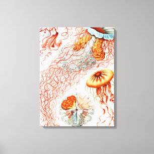Jellyfish, Discomedusae, door Ernst Haeckel Canvas Afdruk