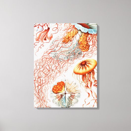 Jellyfish, Discomedusae, door Ernst Haeckel Canvas Afdruk (Voorkant)