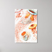 Jellyfish, Discomedusae, door Ernst Haeckel Canvas Afdruk (Voorkant)
