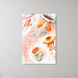 Jellyfish, Discomedusae, door Ernst Haeckel Canvas Afdruk