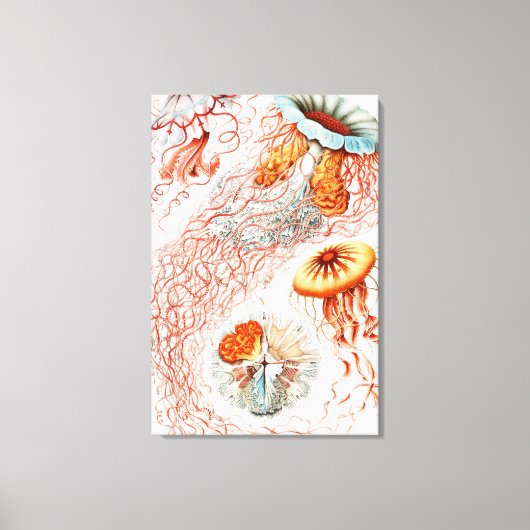 Jellyfish, Discomedusae, door Ernst Haeckel Canvas Afdruk (Voorkant)