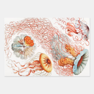 Jellyfish, Discomedusae, door Ernst Haeckel Inpakpapier Vel