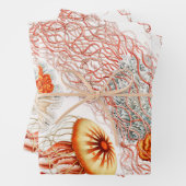 Jellyfish, Discomedusae, door Ernst Haeckel Inpakpapier Vel (In situ)